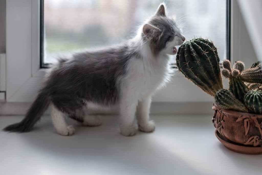 Mały kot stoi na parapecie i próbuje ugryźć kaktusa z ostrymi kolcami.