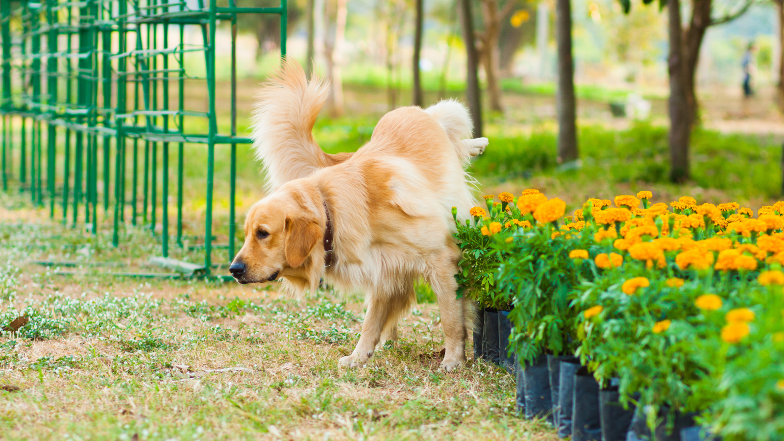 Golden retriver próbuje załatwić się przy kwiatach podnosząc łapę do góry.