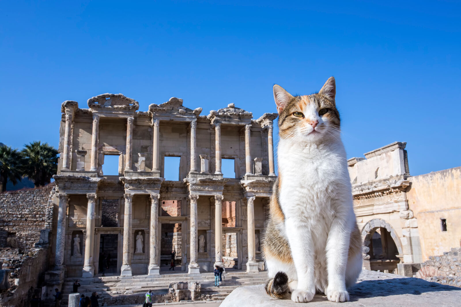 Kot siedzący na tle ruin antycznych budowli