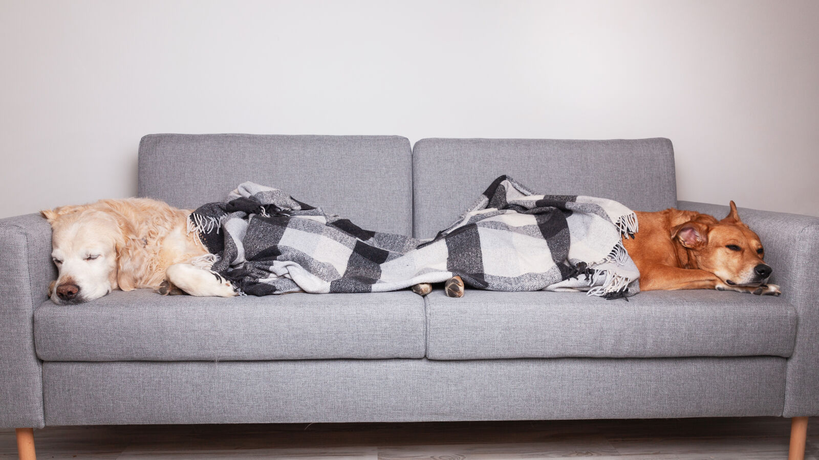 Dwa śpiące psy na kanapie przykryte kocem