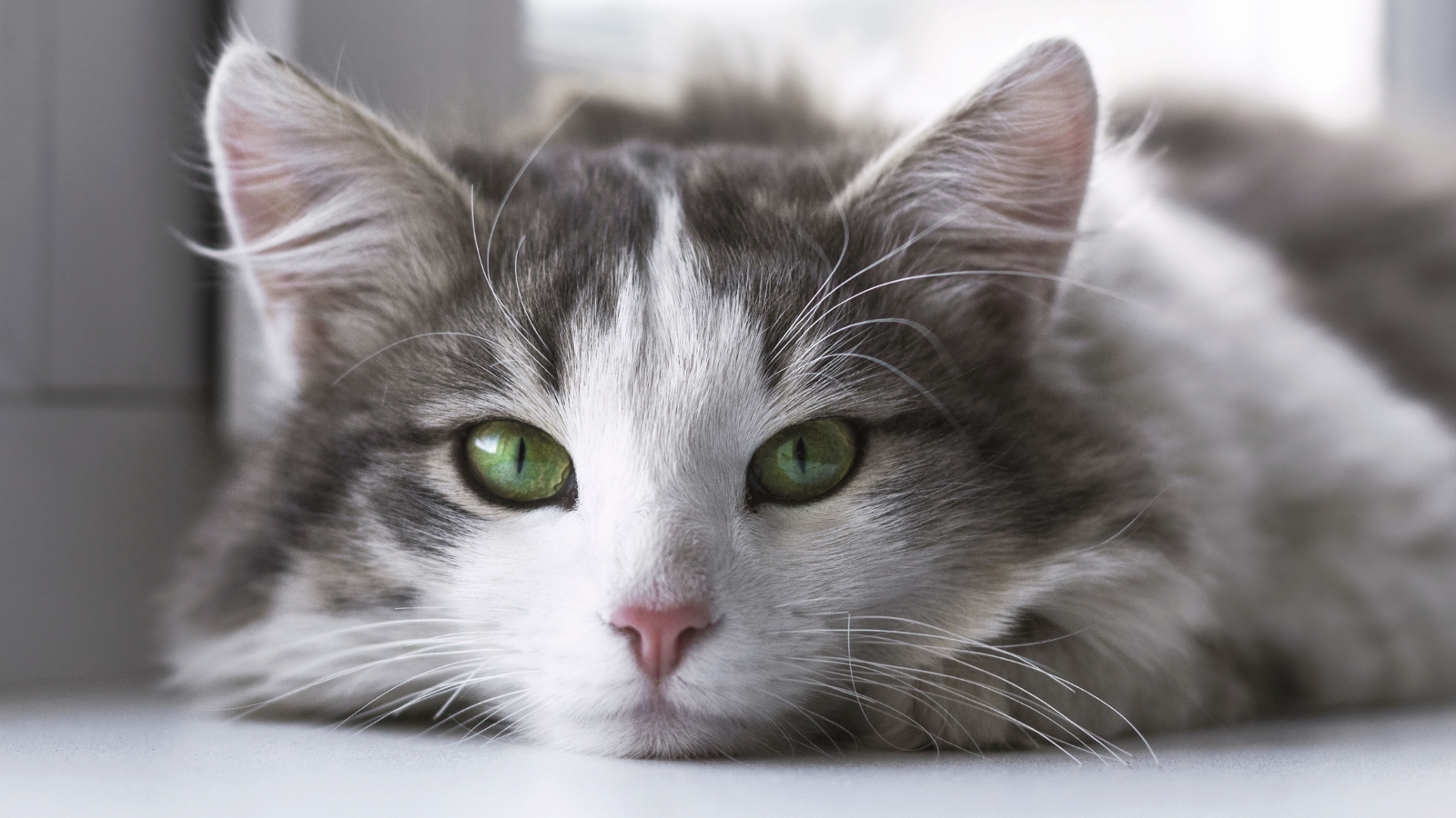 Puszysty kot z zielonymi oczami leży na podłodze.