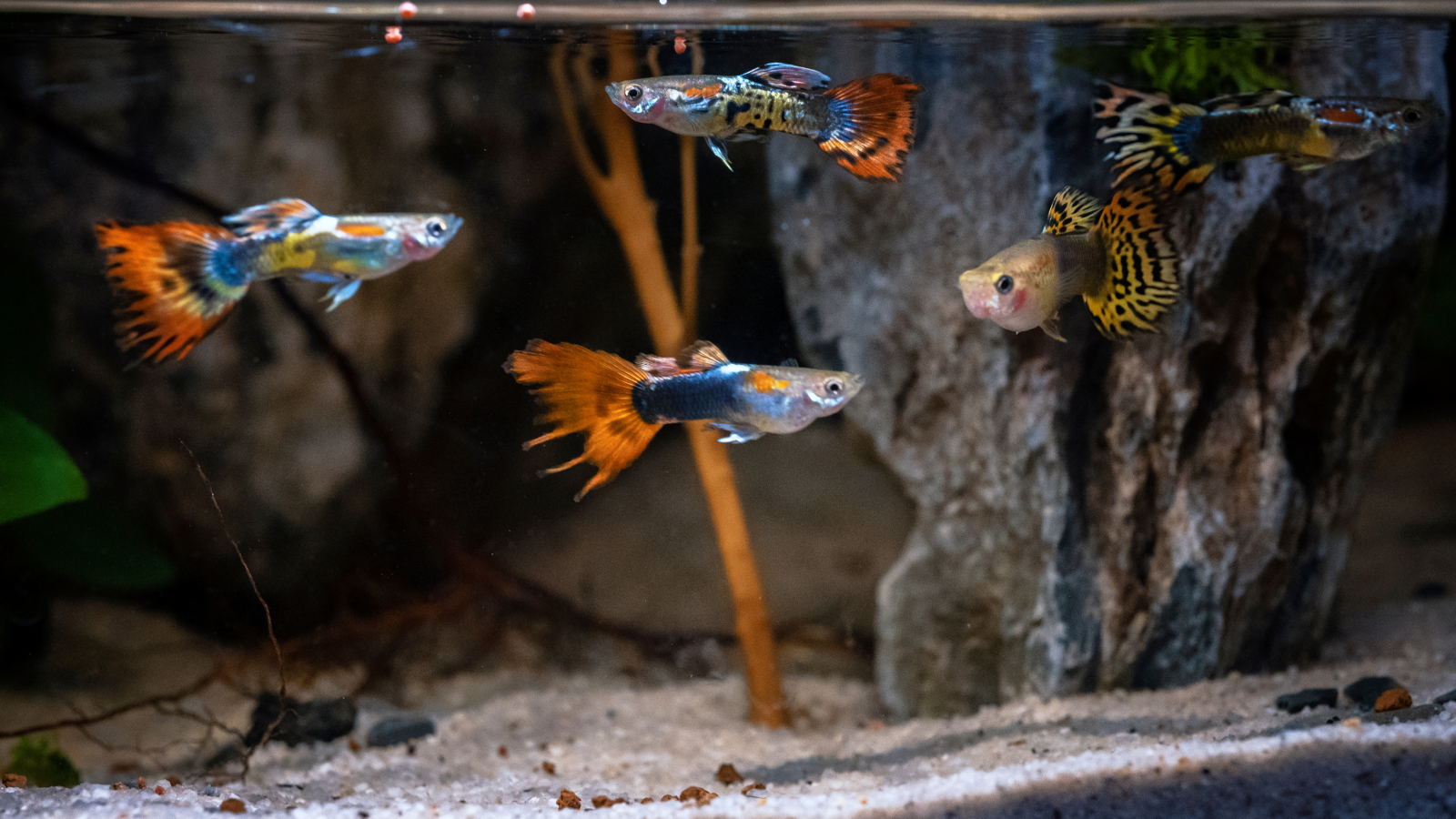 Pięć, kolorowych rybek akwariowych pływa w akwarium.