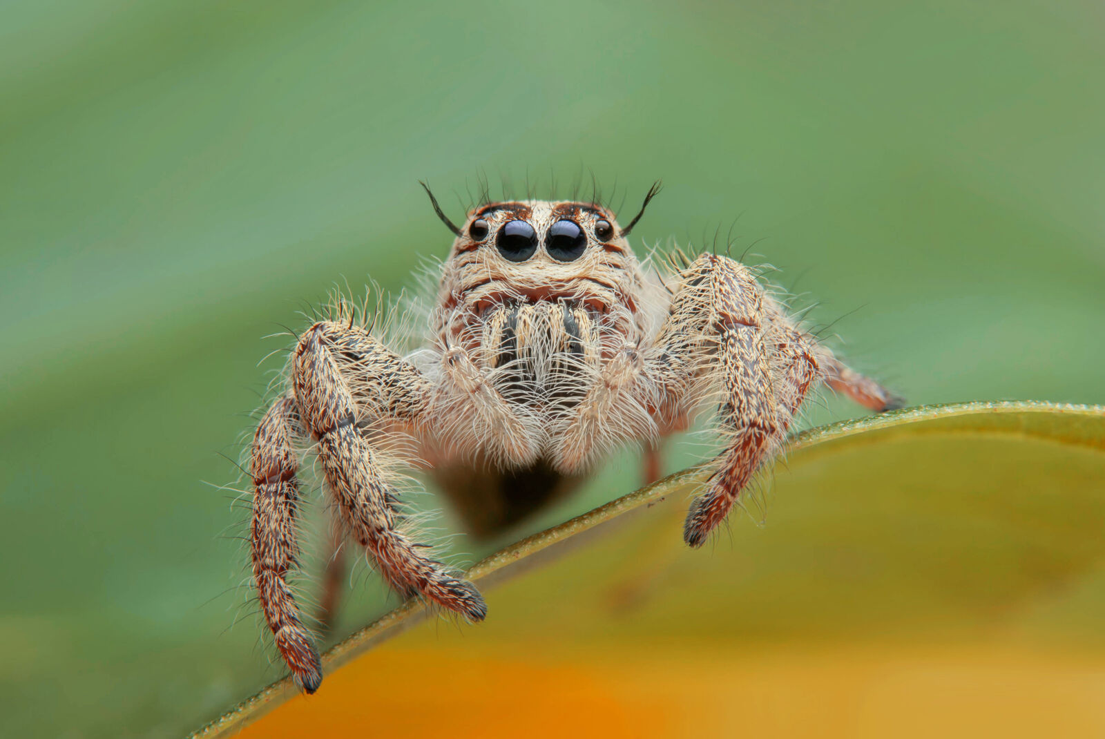 Mały pająk siedzi na liściu.