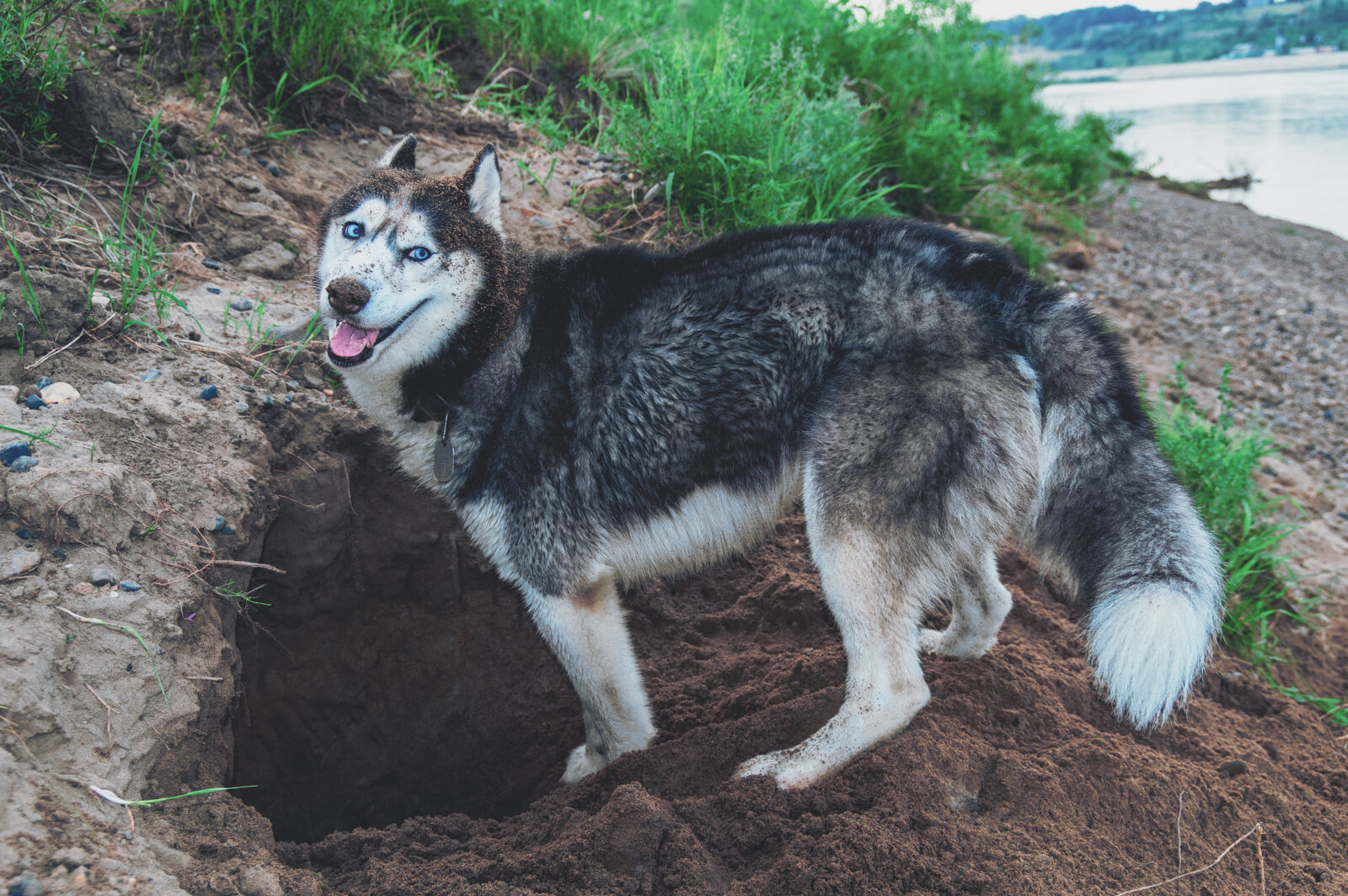 Pies uśmiecha się i stoi nad wykopaną przez siebie dziurą w ziemi