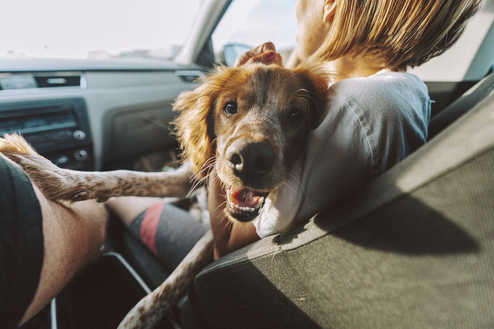 Pies trzymany na rękach przez kobietę w samochodzie.