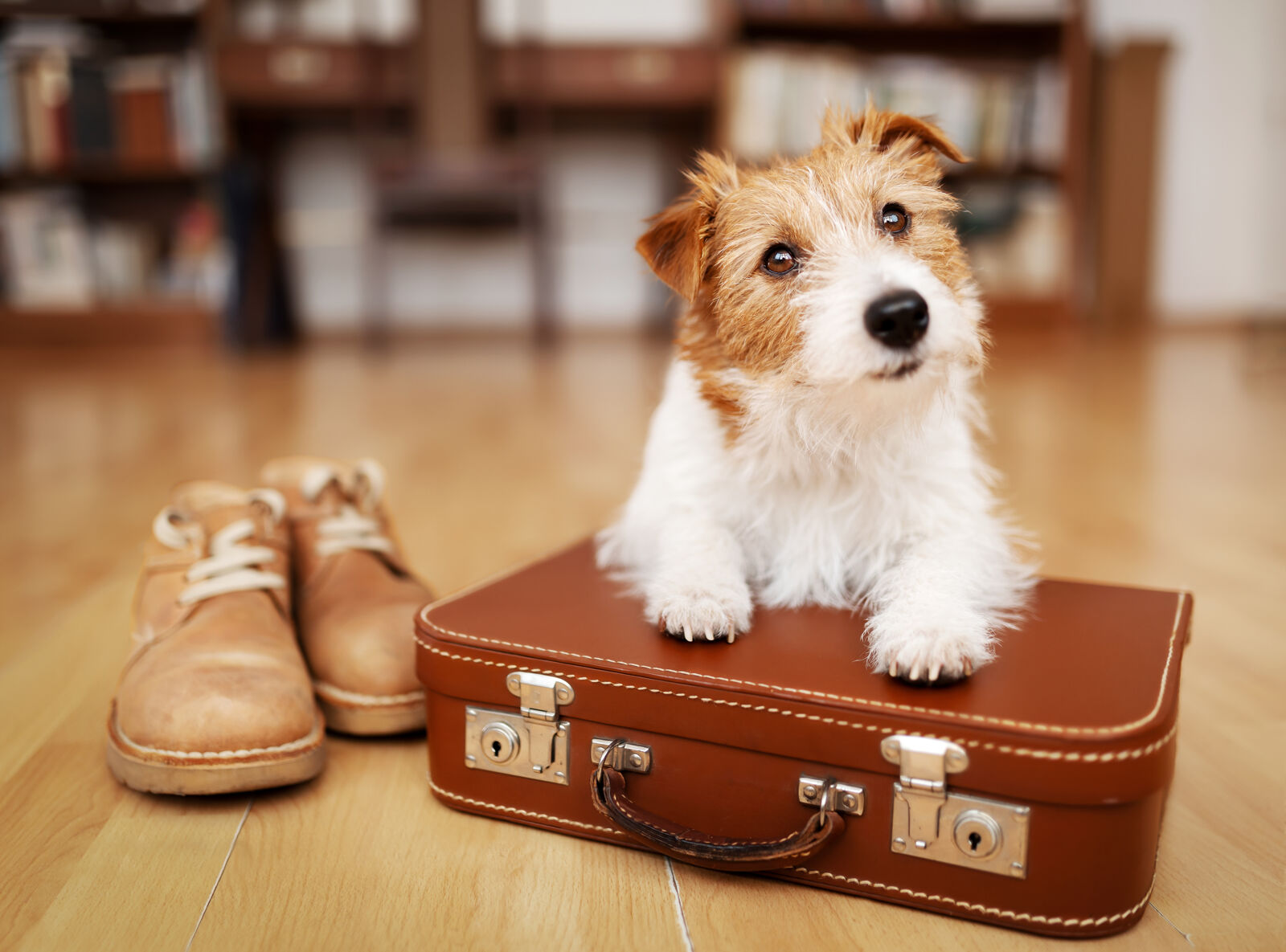 Pies trzyma łapy na małej walizce, a z lewej strony stoją buty.