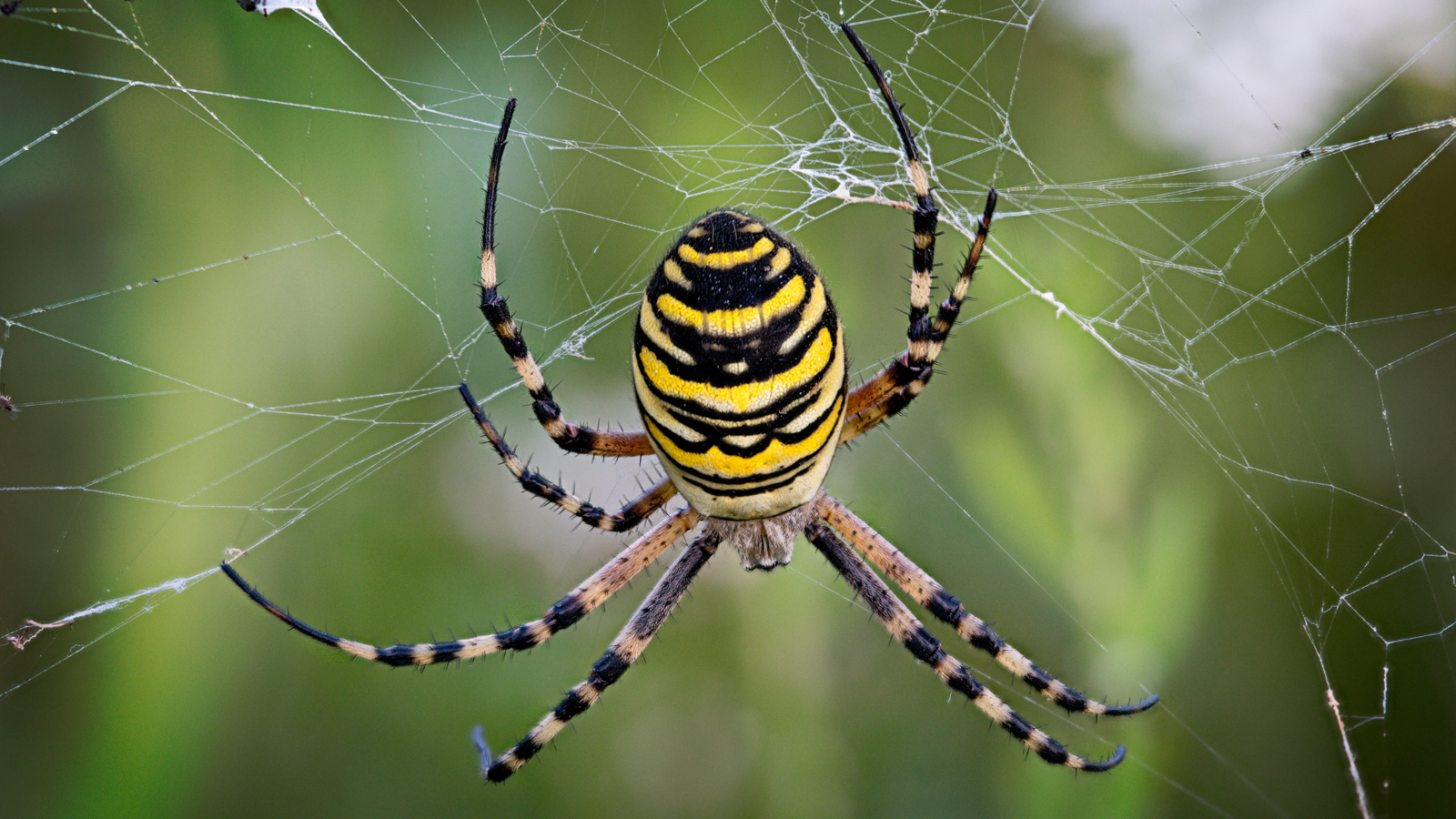 A tiger spider clinging to its web.