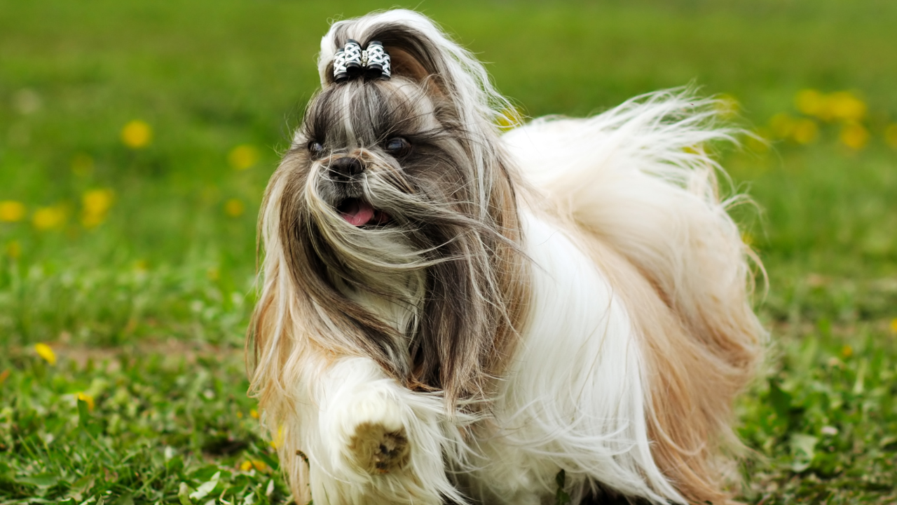 Pies rasy shih tzu z kokardką na głowie biegnie po trawie.