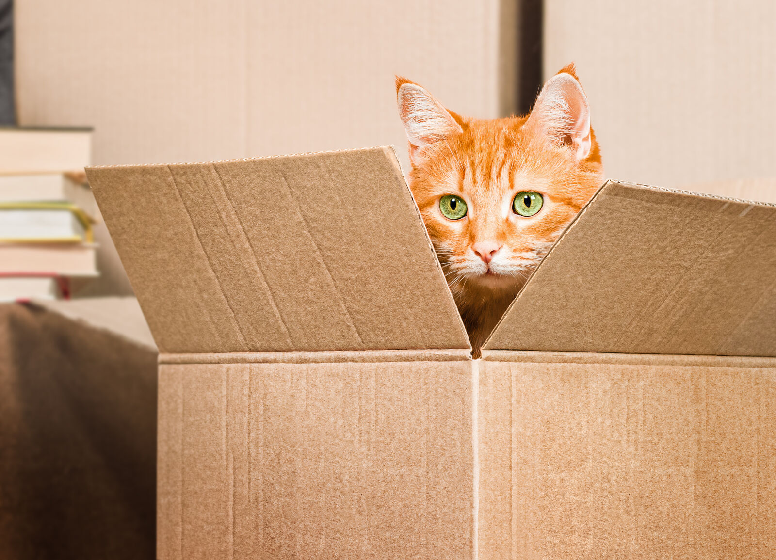 Rudy kot z zielonymi oczami siedzi w otwartym kartonie.