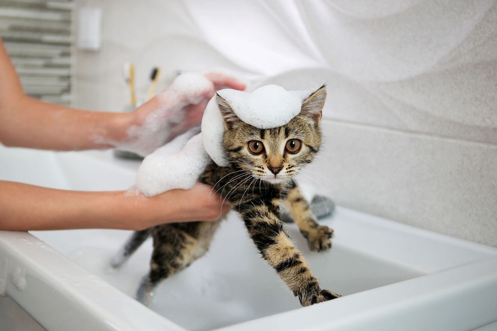 Właściciel kota myje go pianą w umywalce.