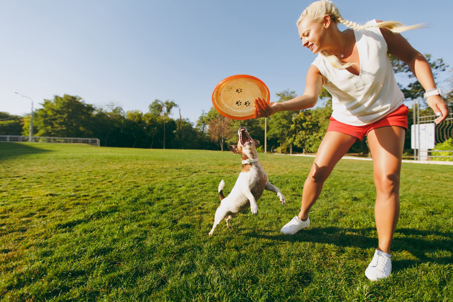 Kobieta rzuca frisbee małemu psu w parku