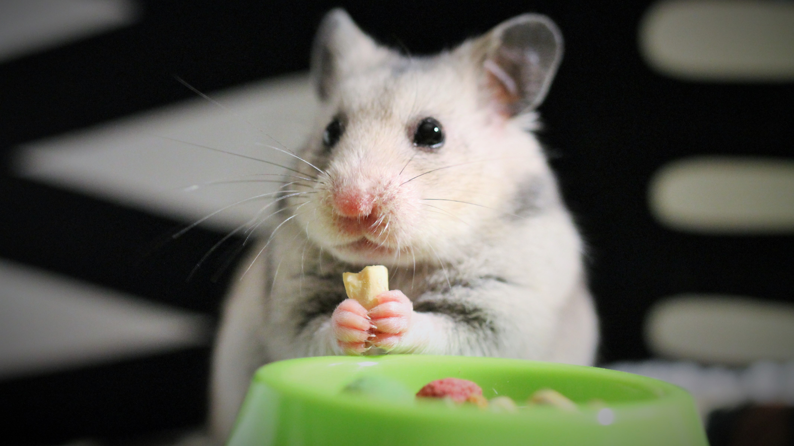 The hamster sits at a green bowl and holds a piece of nut.