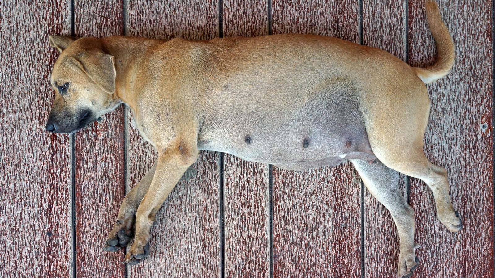 A female mongrel lying on her side on the floor.