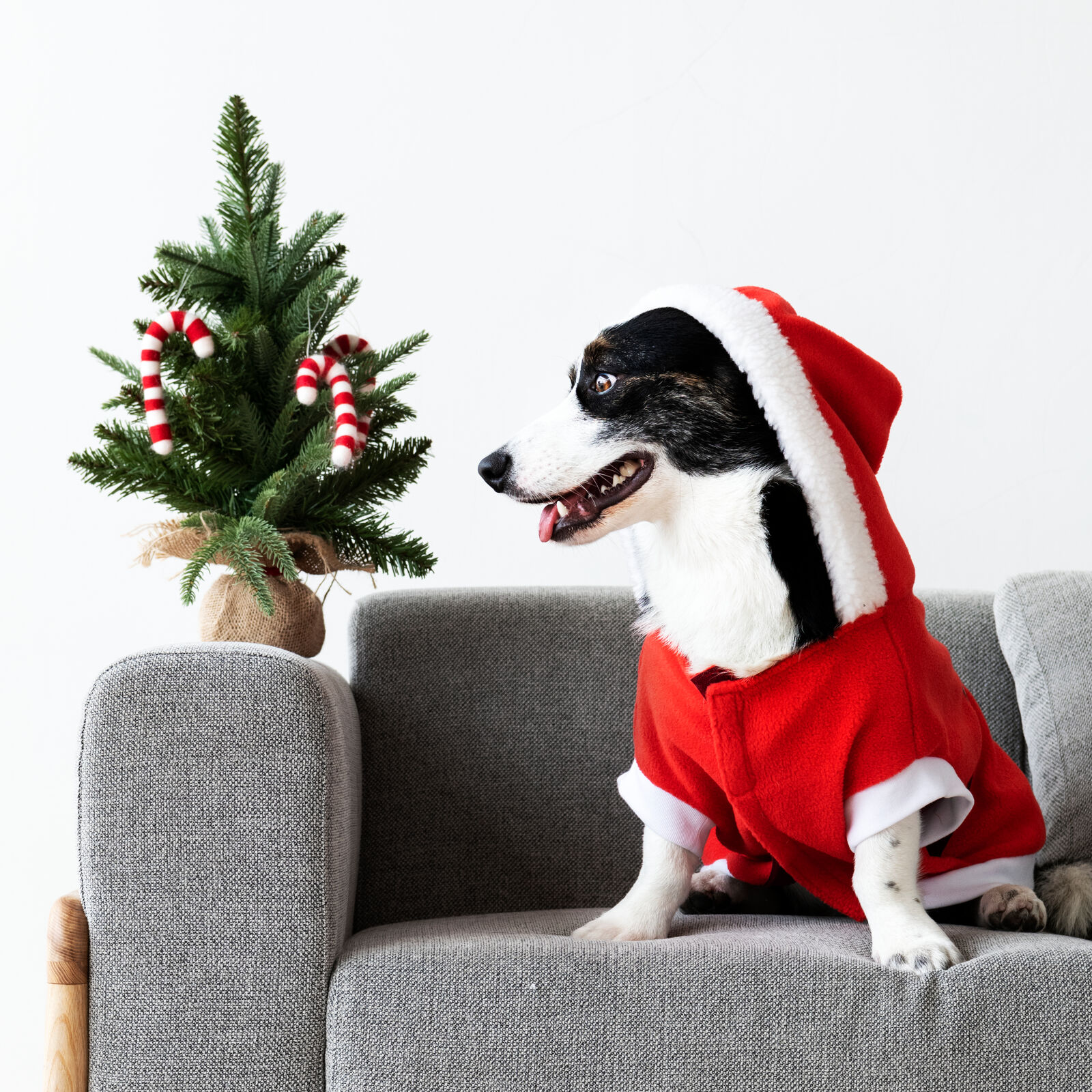 Pies w stroju świętego Mikołaja siedzi na kanapie i patrzy na małą choinkę