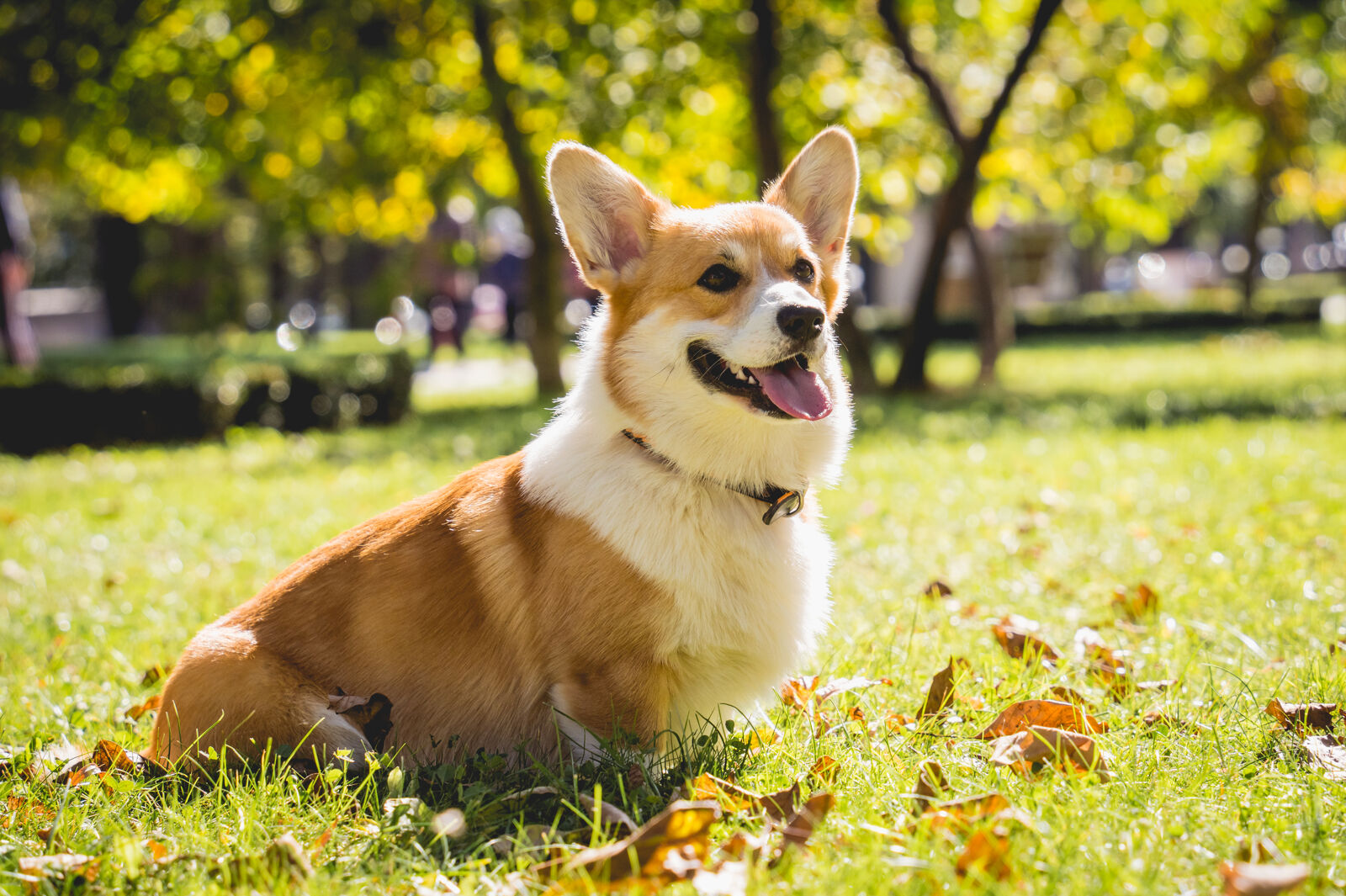 Pies Corgi siedzący na trawie w parku
