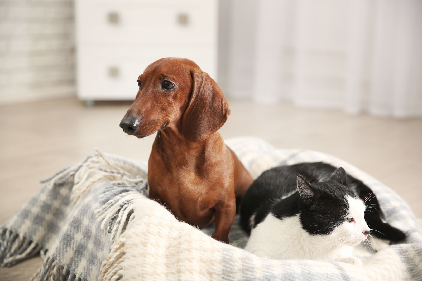 Pies rasy jamnik i kot leżą razem w legowisku.