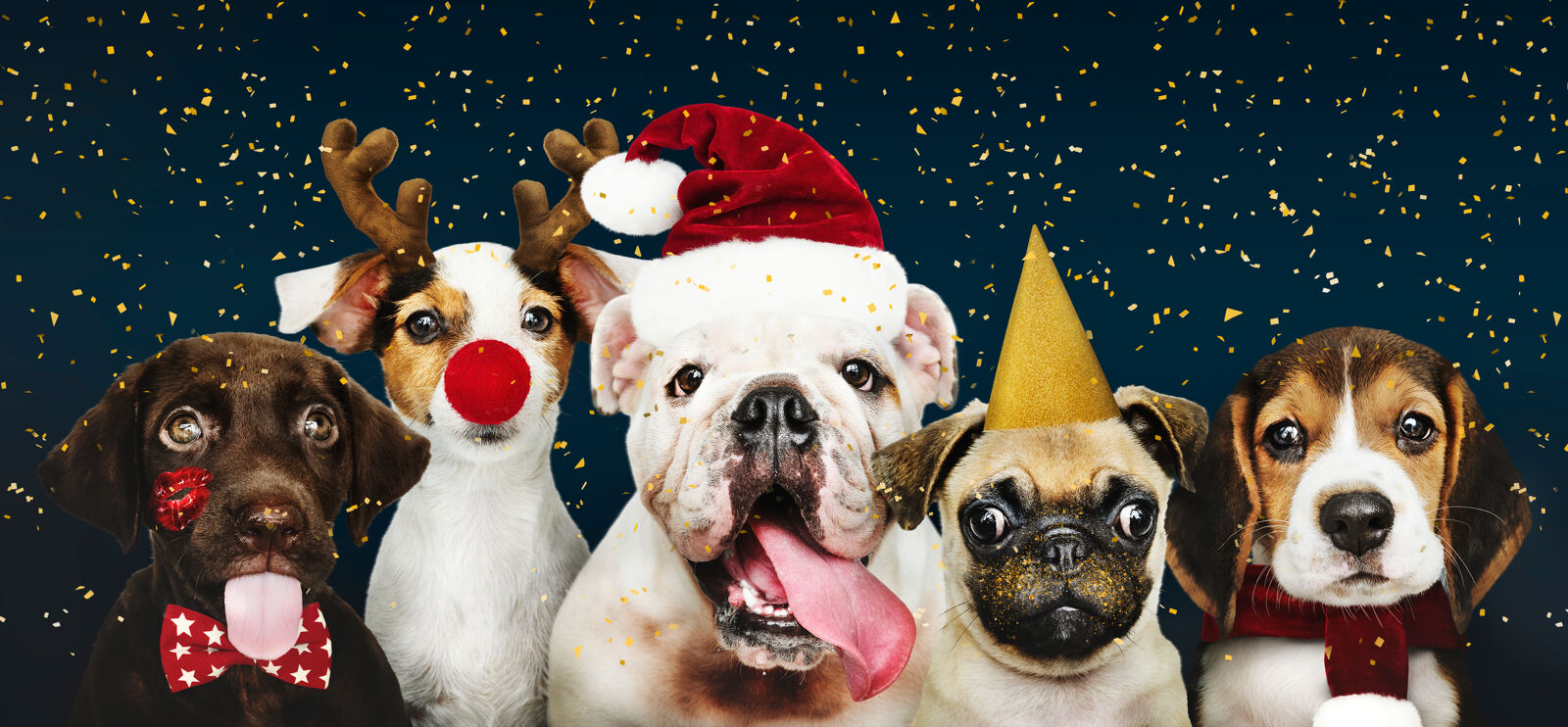 Pięć psów jest ubrana w świąteczne ubranka.