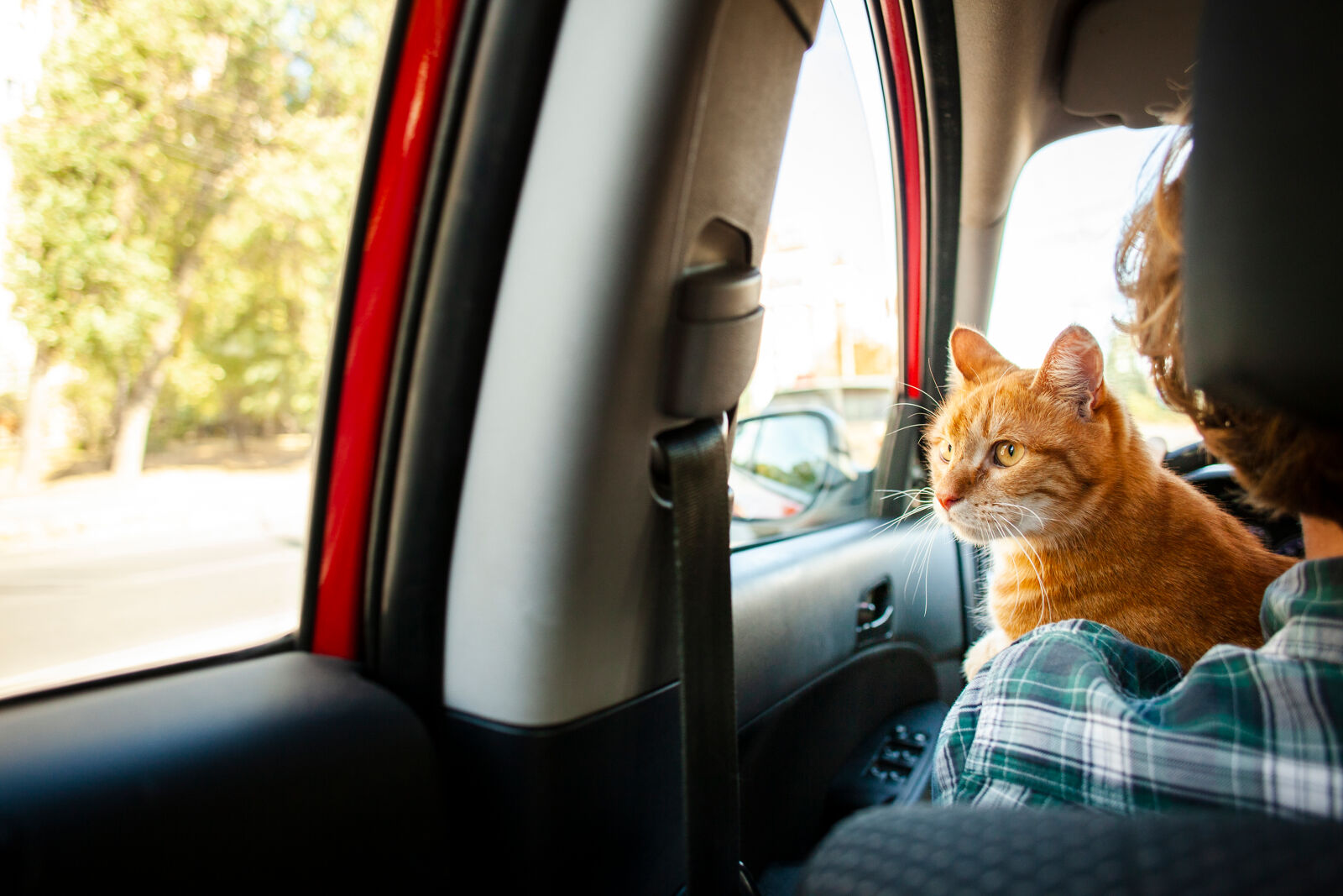 Rudy kot trzymany przez właściciela patrzy przez okno auta.