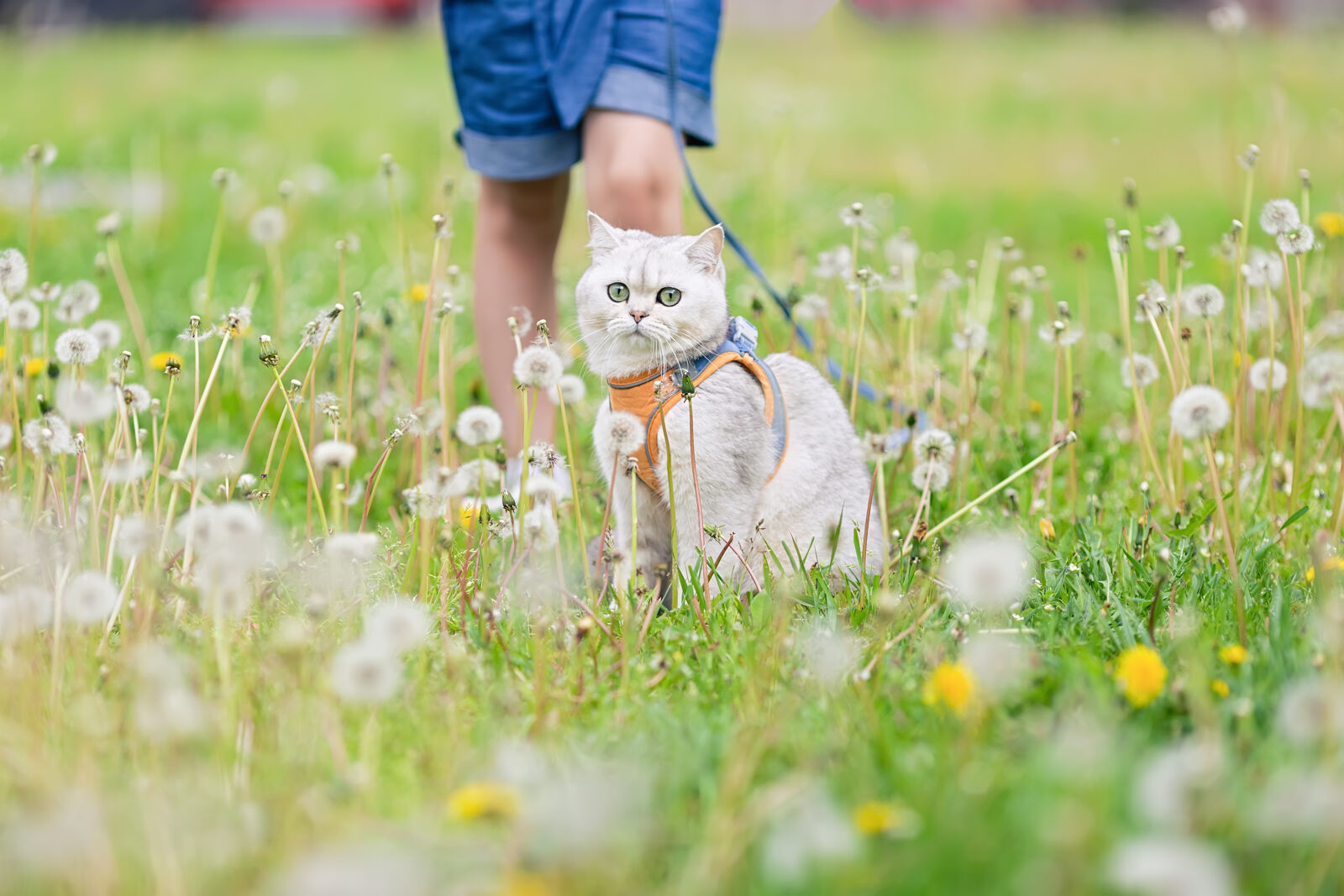 Kot trzymany na smyczy siedzi na trawie wśród dmuchawców.