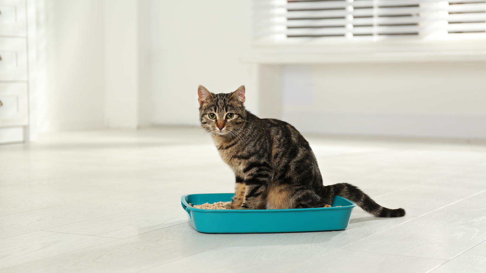 A domestic cat is sitting in a litter box.