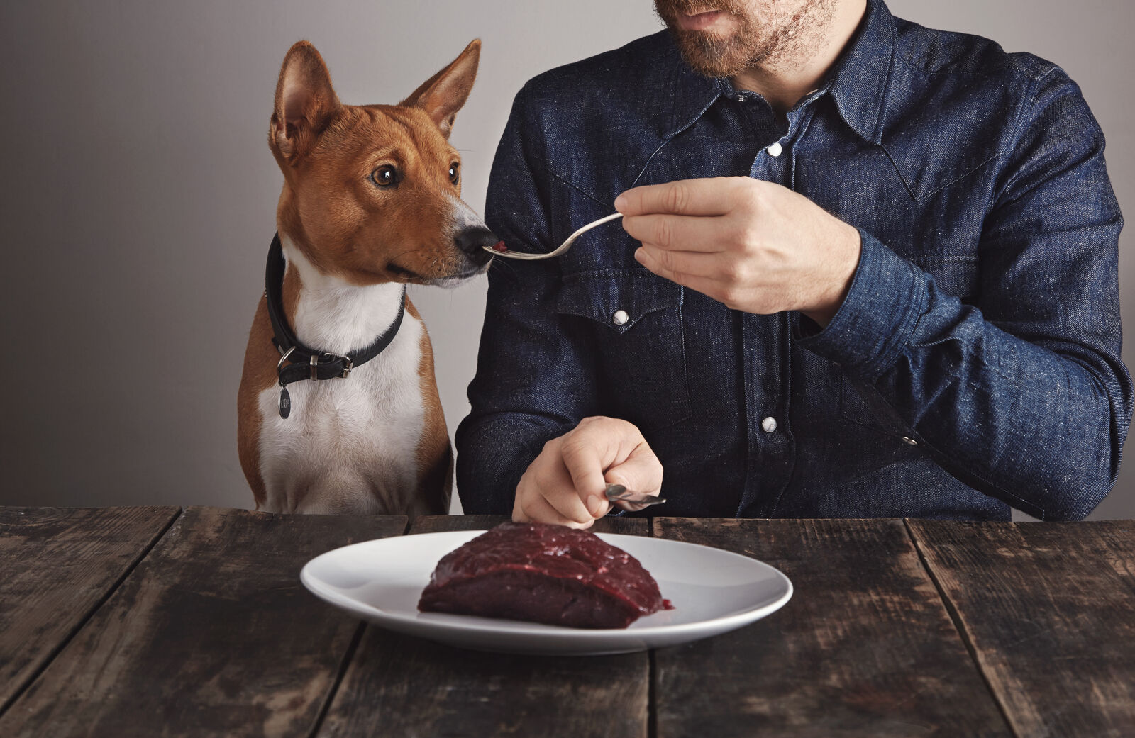 Pies wącha mięso na widelcu trzymanym przez mężczyznę