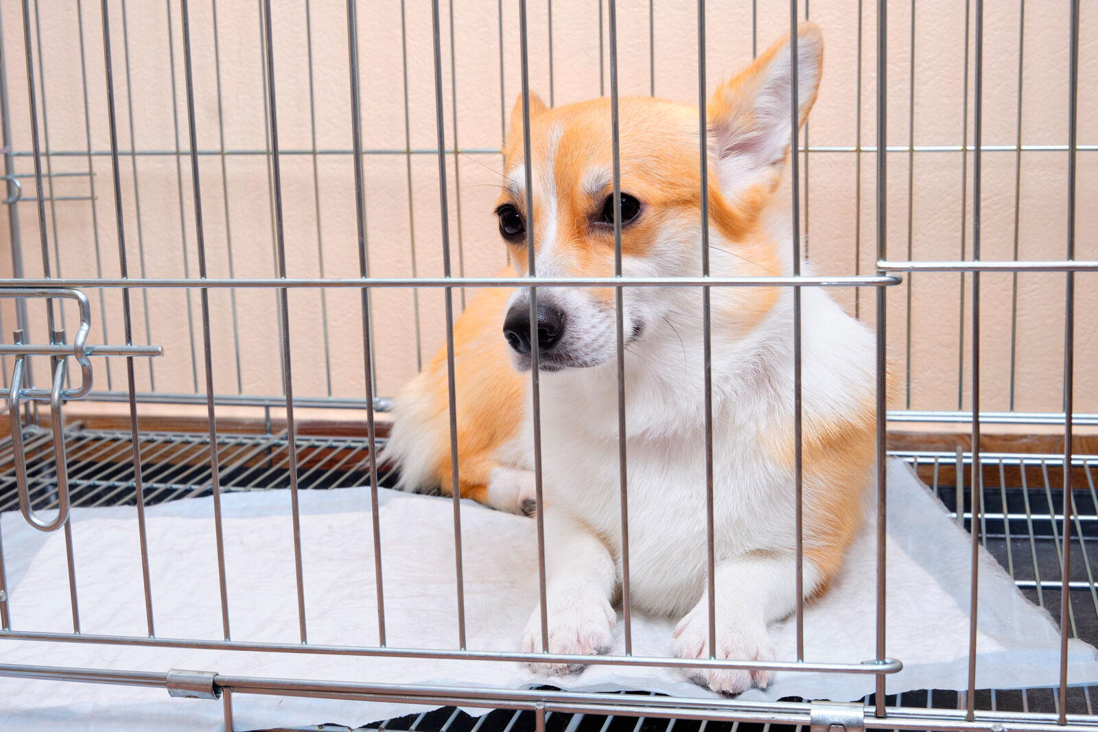 Pies siedzący w klatce kennelowej