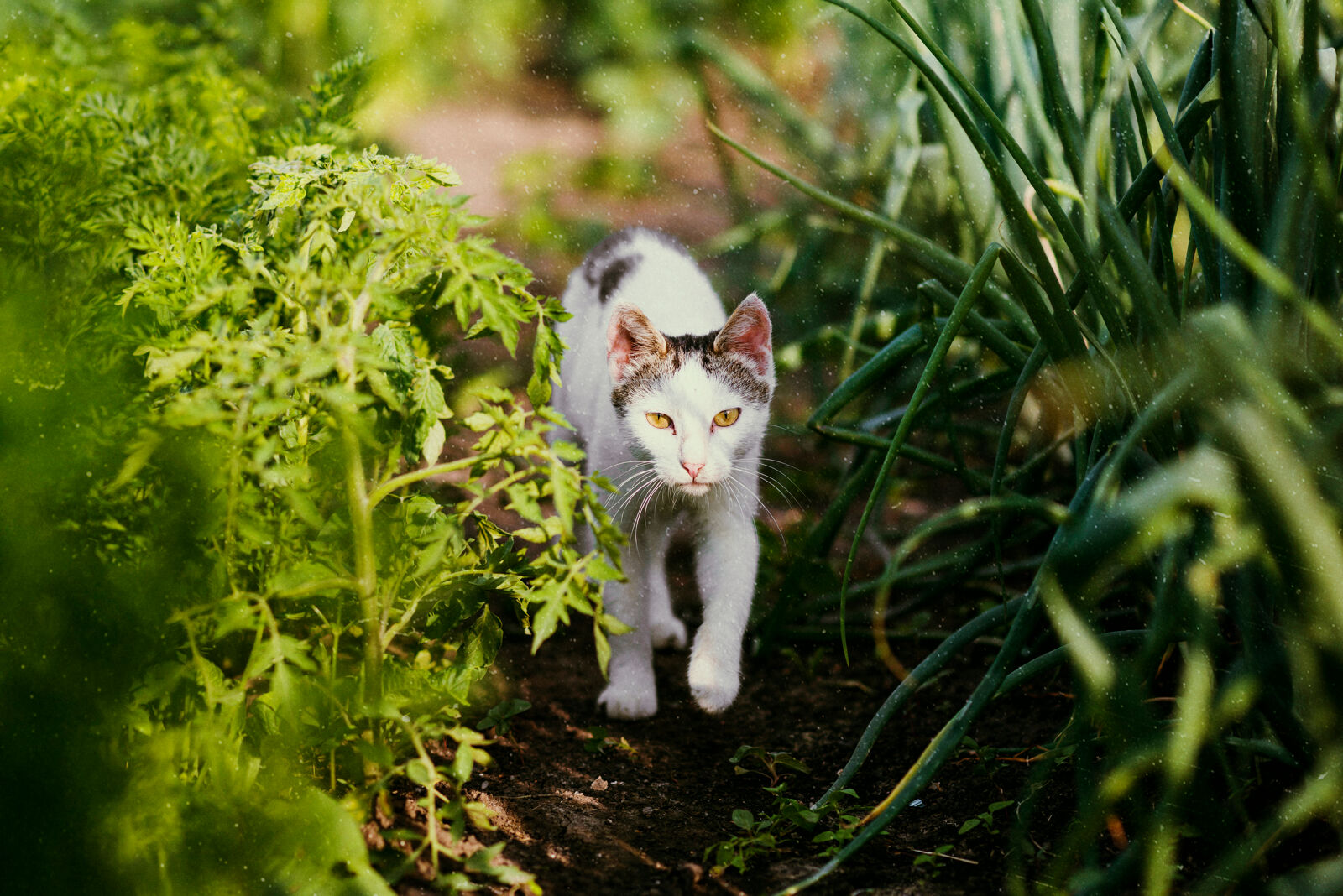 Kot idący ścieżką między roślinami.