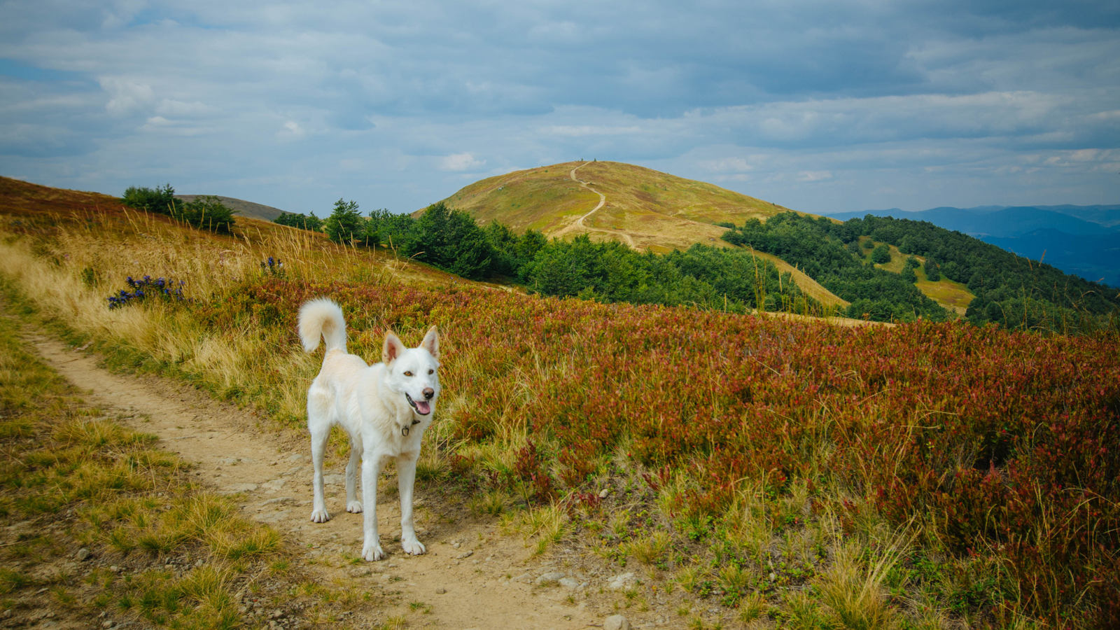 Biały, duży pies stoi na ścieżce górskiej na tle gór.