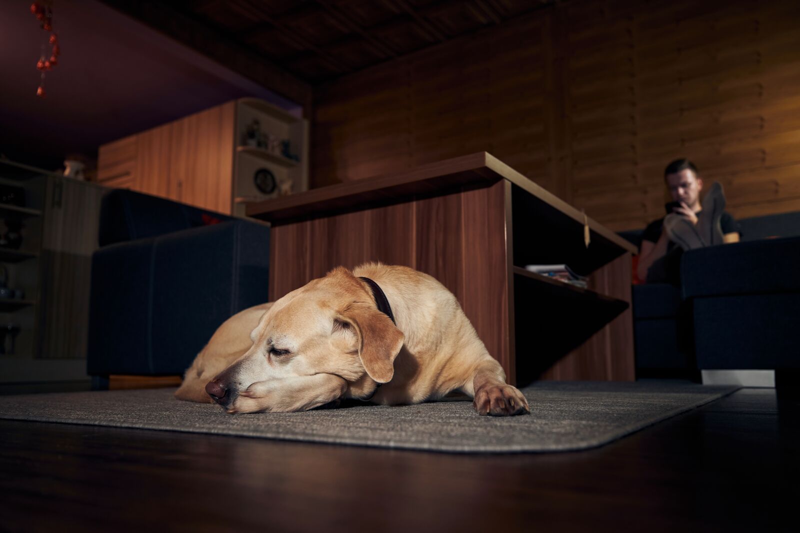 Pies śpi na dywanie w ciemnym pokoju